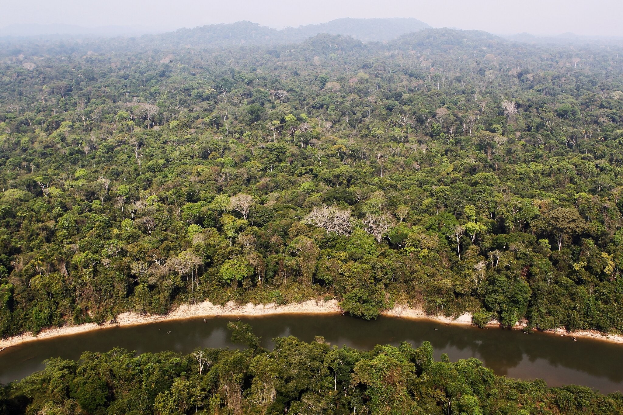 Como a pandemia contribuiu para aumentar o desmatamento na Amazônia (Foto: Felipe Werneck/Ibama)