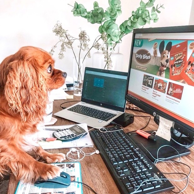 Cães trabalhando de casa é o perfil no Instagram que você precisa seguir já! (Foto: Reprodução/Instagram)