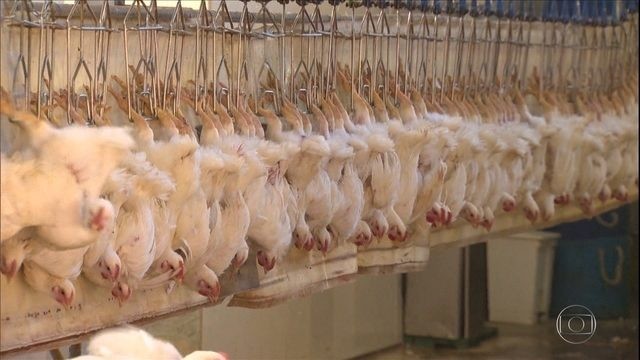 Egito autoriza exportação de produtos termoprocessados de aves do Brasil thumbnail