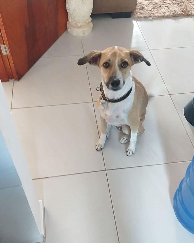 A cadela Pandola está desaparecida desde o dia 15 de dezembro de 2021 (Foto: @reinaldojuniorpandora/ Instagram/ Reprodução)
