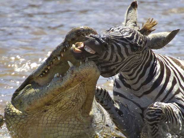 Crocodilo faminto é fotografado atacando uma zebra adulta no Quênia, enquanto ela cruzava o Rio Mara, na migração anual de zebras e gnus. O réptil conseguiu quebrar a mandíbula da presa, que escapou mas acabou morta por outros três crocodilos.  (Foto: Gabriela Staebler / Caters)