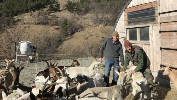 O fazendeiro Simon Merveille viu uma de suas cabras ser comida por lobos (Foto: Reuters via BBC)