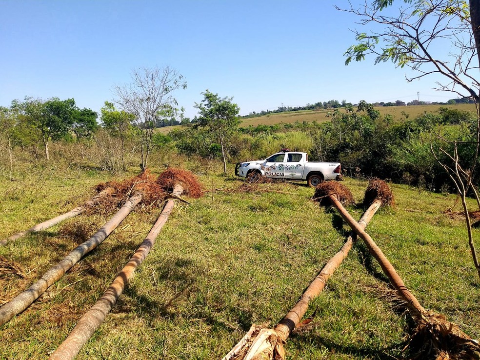 Degradação ambiental foi constatada em sítio em Mirante do Paranapanema — Foto: Polícia Militar Ambiental