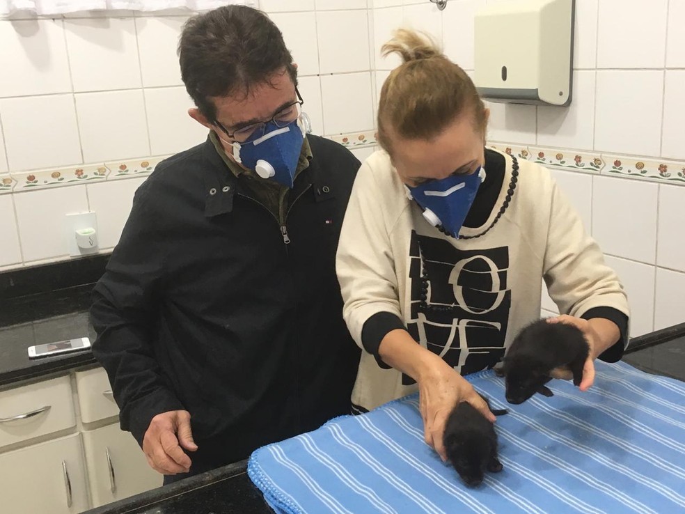 Filhotes de cachorro-do-mato recebem tratamento em clínica veterinária — Foto: Carlos Volpi/TV Fronteira