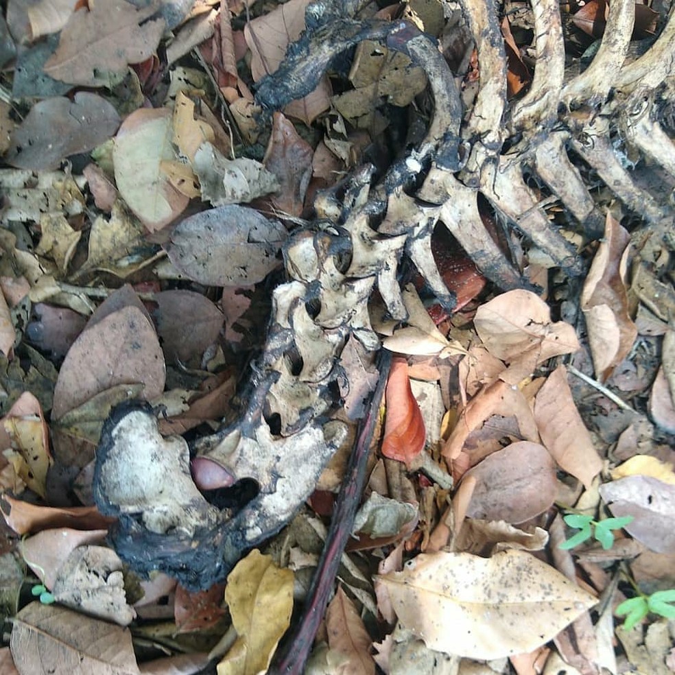 Carcaça do animal foi encontrada em região de mata em Poconé (MT) — Foto: Divulgação