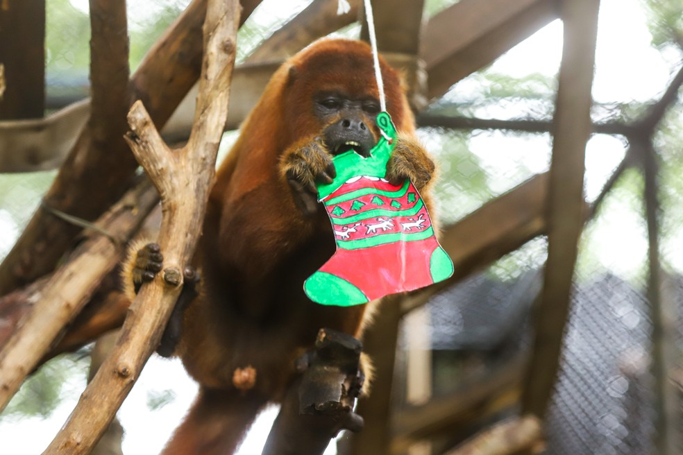Animais do Zoológico de Brasília ganham 'presentes de Natal' — Foto: Marcella Lasnaeux/Zoológico de Brasília