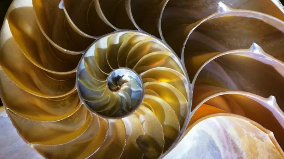 A natureza é cheia de hélices e espirais, desde as conchas do mar até as galáxias e o nosso DNA — Foto: Getty Images via BBC