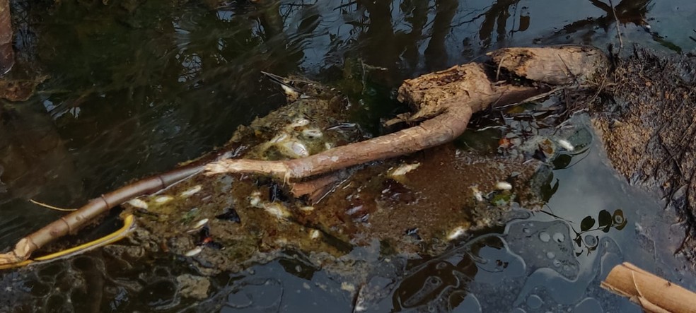 Vazamento de óleo provocou morte de peixes  — Foto: Semma/Divulgação 