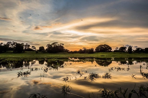 Complexo de Conservação da Amazônia Central | Pôr do sol no Lago Mamirauá, na Reserva de Desenvolvimento Sustentável Mamirauá (AM) (Foto: Lucas Barros)