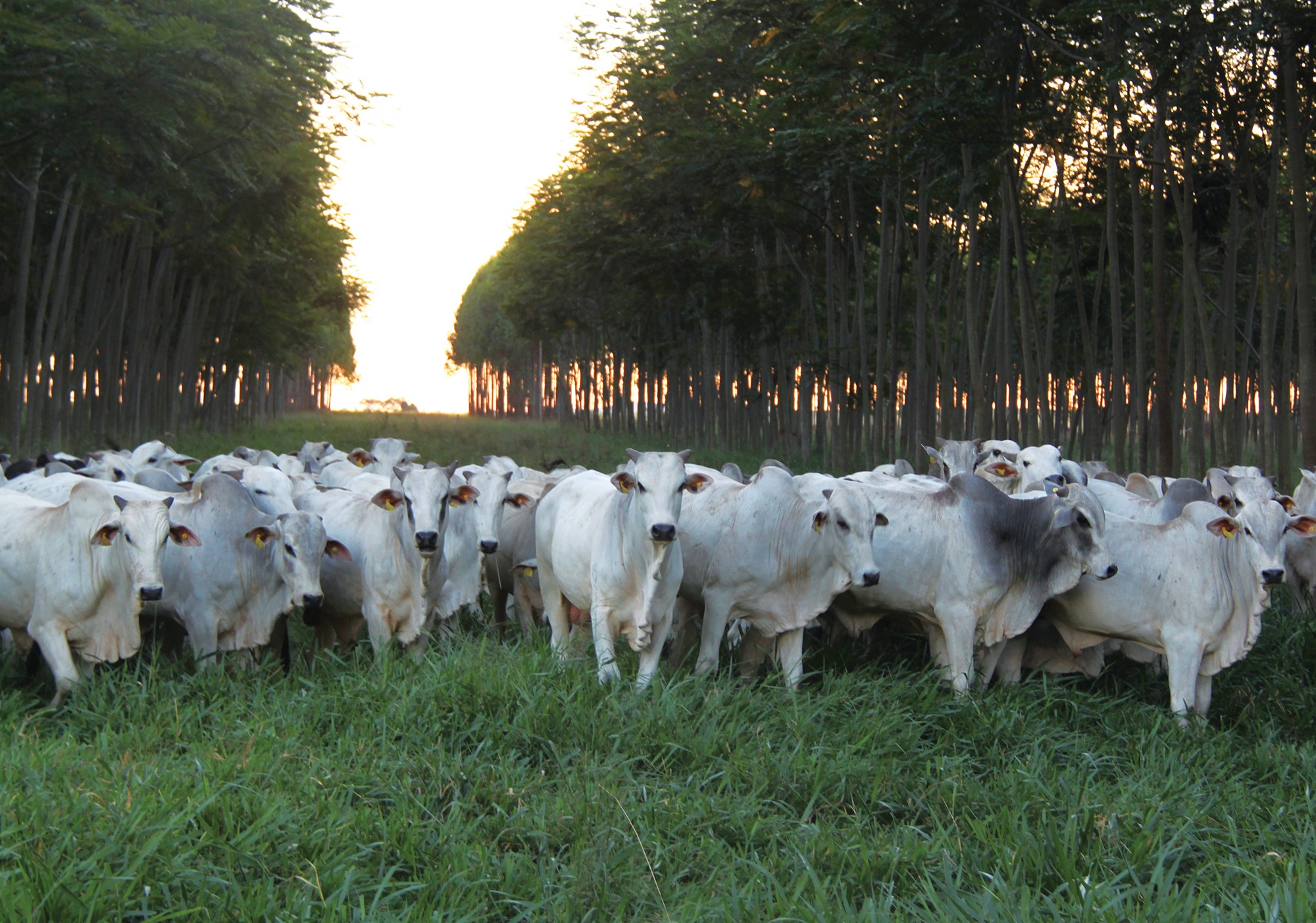 Quatro caminhos para a preservação: Ar | Fazenda em Goiás é exemplo contra emissão de gases (Foto: divulgação)