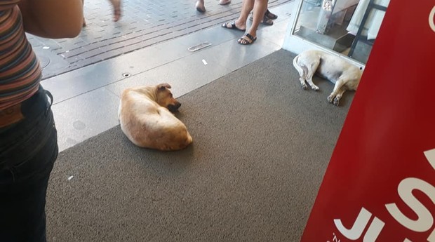 Cachorros se resfriam em loja no Rio de Janeiro (Foto: Reprodução)