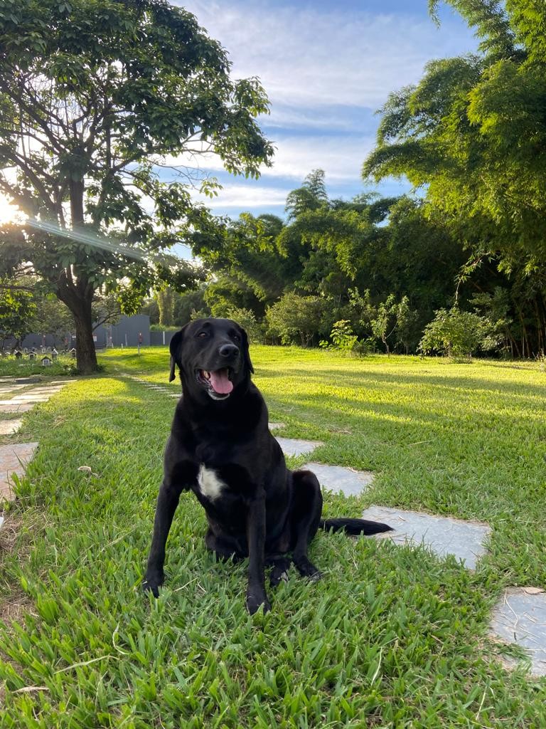 Pets têm planos de saúde, spa, creche, velório e cremação: conheça os serviços e veja valores