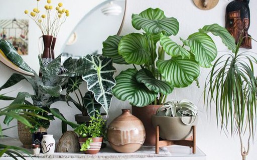 10 plantas com 'estampas' incríveis para ter em casa - Casa Vogue |  Paisagismo