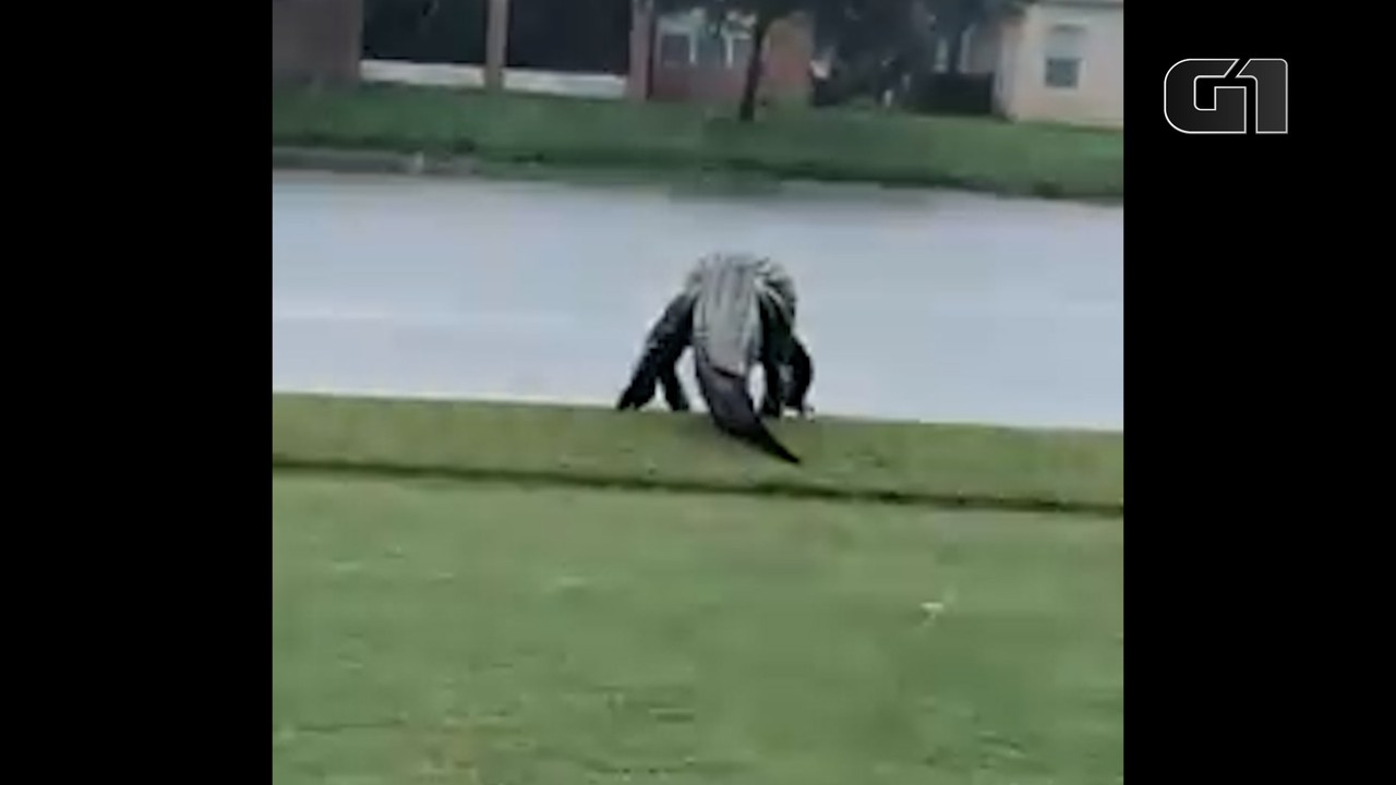 Jacaré gigante atravessa campo de golfe na Flórida