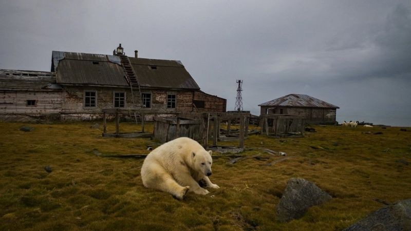 O número atual desses animais no Ártico russo é estimado entre 5.000 e 6.000 (Foto: Dmitry Kokh via BBC News)