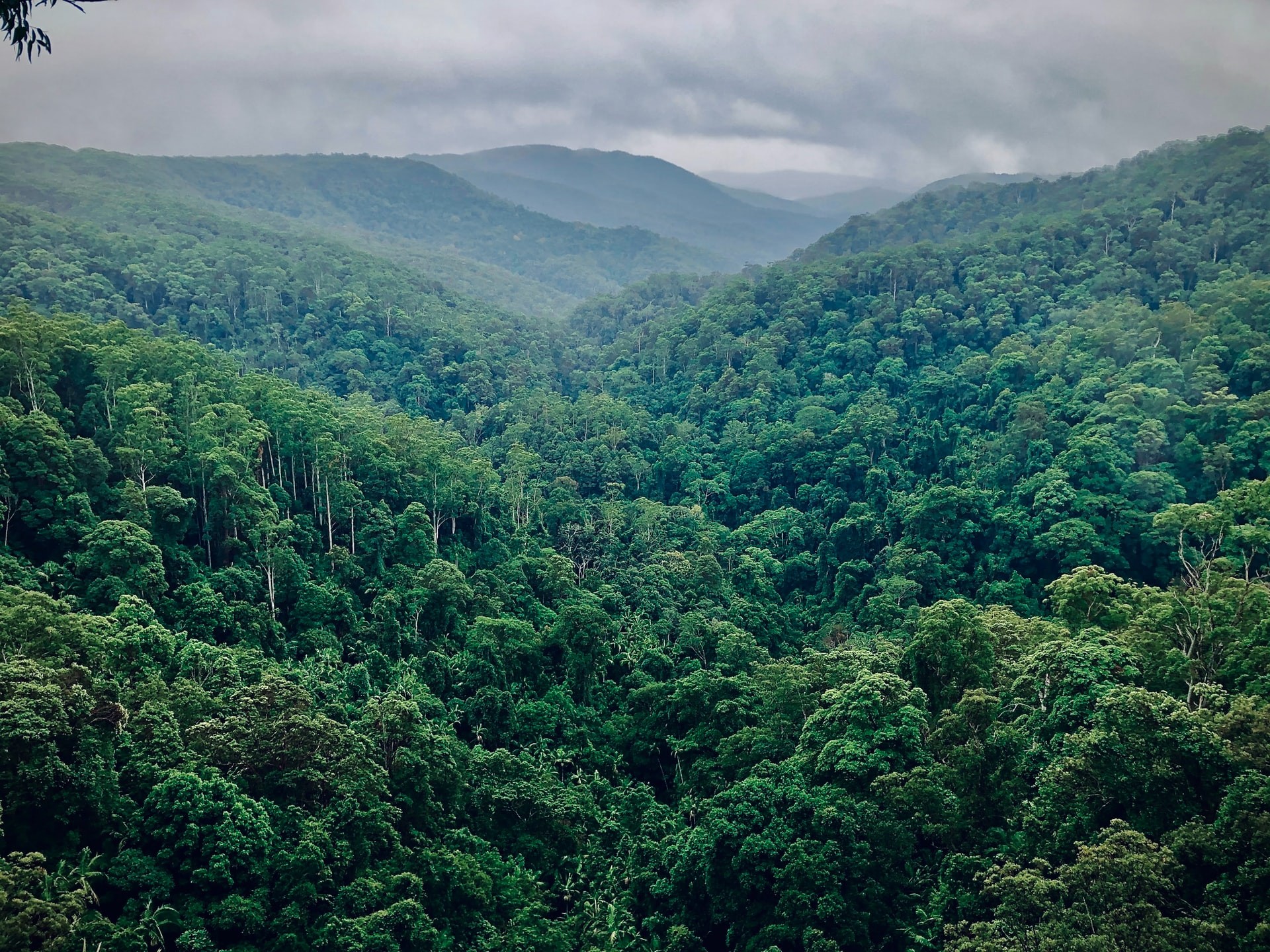Estudos recentes na Amazônia também sugeriram que as taxas de mortalidade de árvores tropicais estão aumentando (Foto: Waren Brasse/ Unsplash)