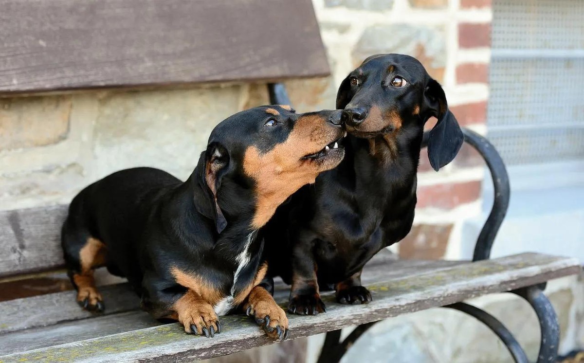 Dachshund, tudo sobre o famoso cão salsichinha Raças Vida de Bicho