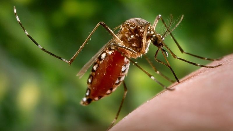 O Aedes aegypti é o principal mosquito transmissor da chikungunya no Brasil (Foto: Getty Images via BBC News)