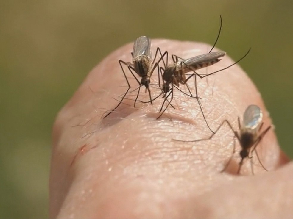 Mosquito Aedes aegypti, transmissor da chikungunya, dengue e zika (Foto: Reprodução/Rede Amazônica)