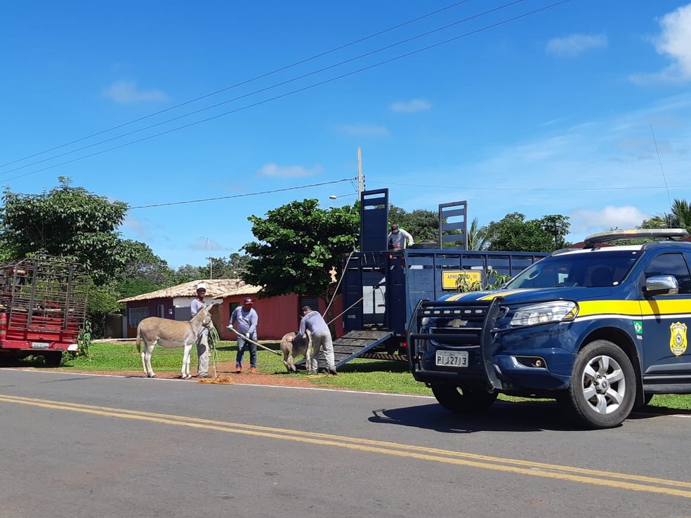 Polícia Rodoviária Federal (PRF) apreende 120 animais em rodovias do Piauí.  — Foto: Reprodução/Polícia Rodoviária Federal 