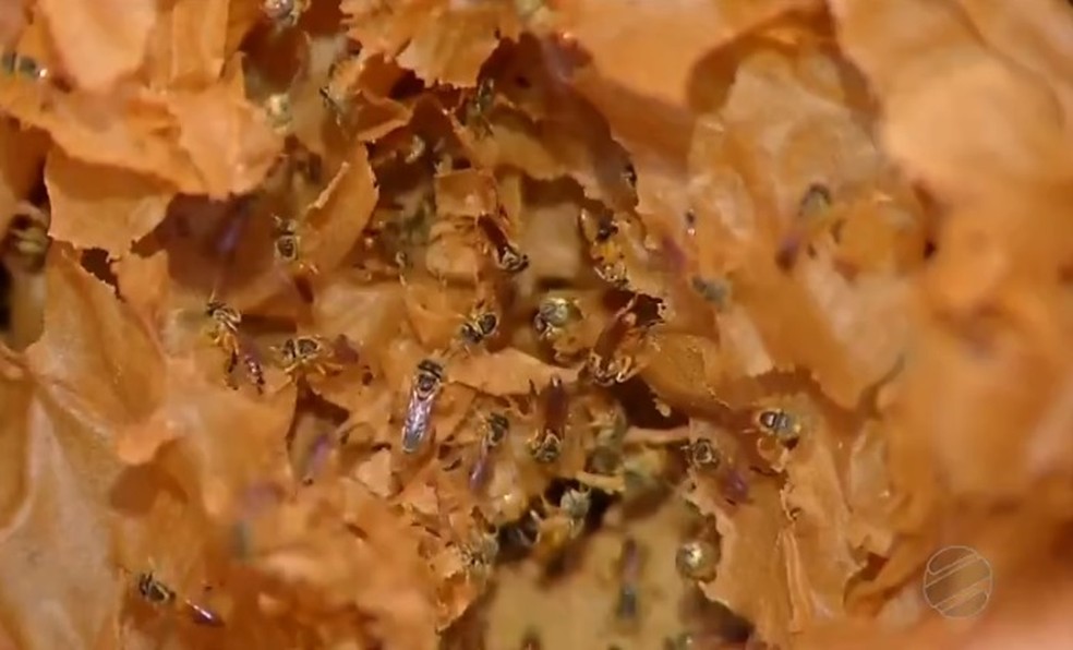 No Brasil, h mais de 250 espcies de abelha sem ferro.  Foto: TVCA/Reproduo