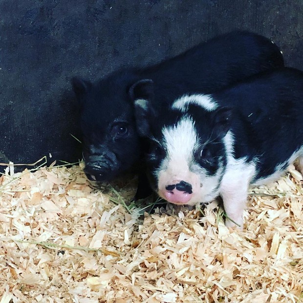 Kaley Cuoco adota porquinhos (Foto: Reprodução/Instagram)