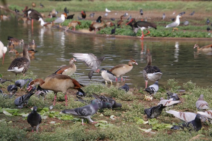 Humanos causaram a extinção de 469 espécies de aves nos últimos 50 mil anos (Foto: Universidade de Tel Aviv)