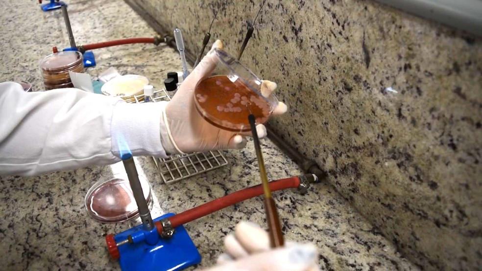 Análise de amostra retirada de um dos itens contaminados na cozinha durante pesquisa feita em Campinas. — Foto: Patrícia Teixeira/G1