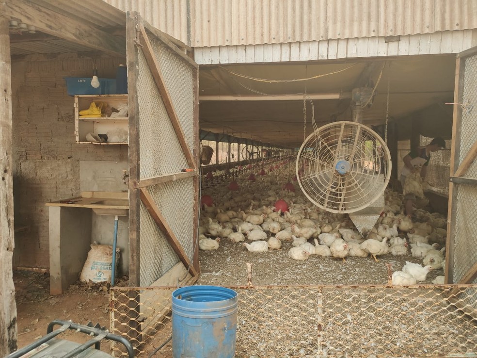 Cerca de 6 mil aves morreram em uma granja de Adamantina — Foto: Eriston Bellusci/Cedida