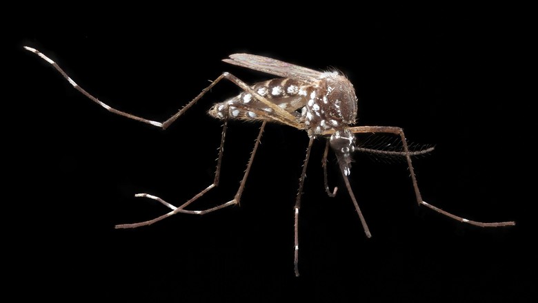 mosquito-da-dengue-aedes-aegypti-zika-chikungunya (Foto: Army Medicine/CCommons)