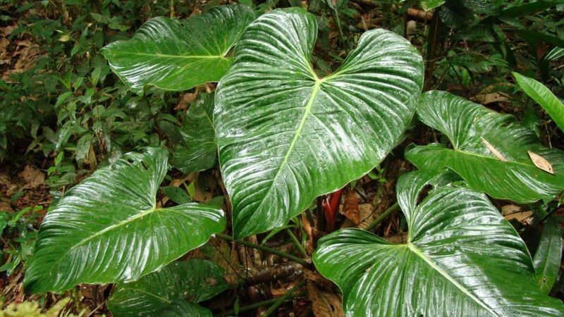 Plantas com folhas vistosas de florestas tropicais são comercializadas como itens de decoração no mundo todo (Foto: Jardim Botânico do Rio de Janeiro via BBC News Brasil)