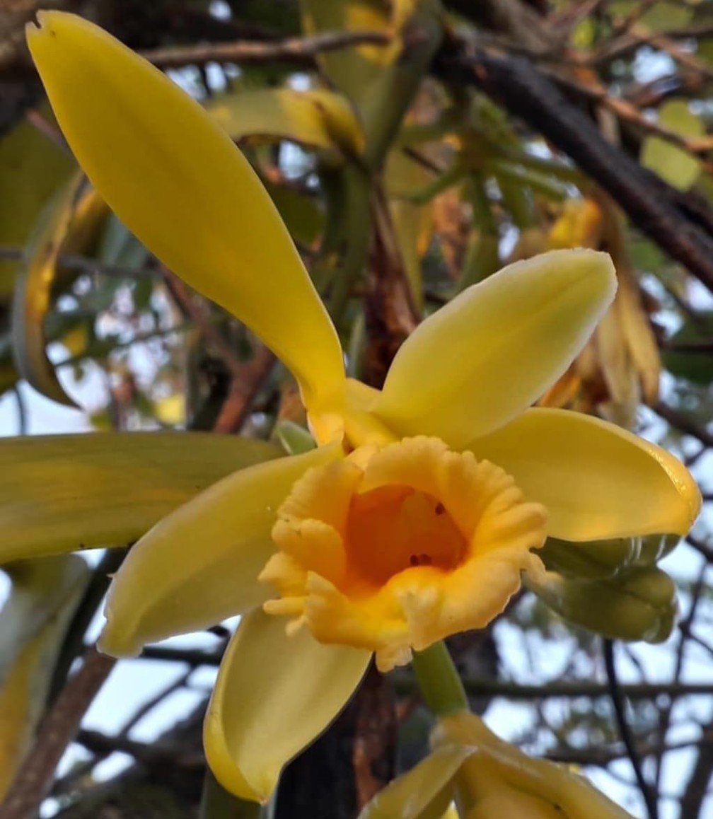 Pesquisador descobre espécie de orquídea dentro do Parque do Utinga, em  Belém | Pará | G1