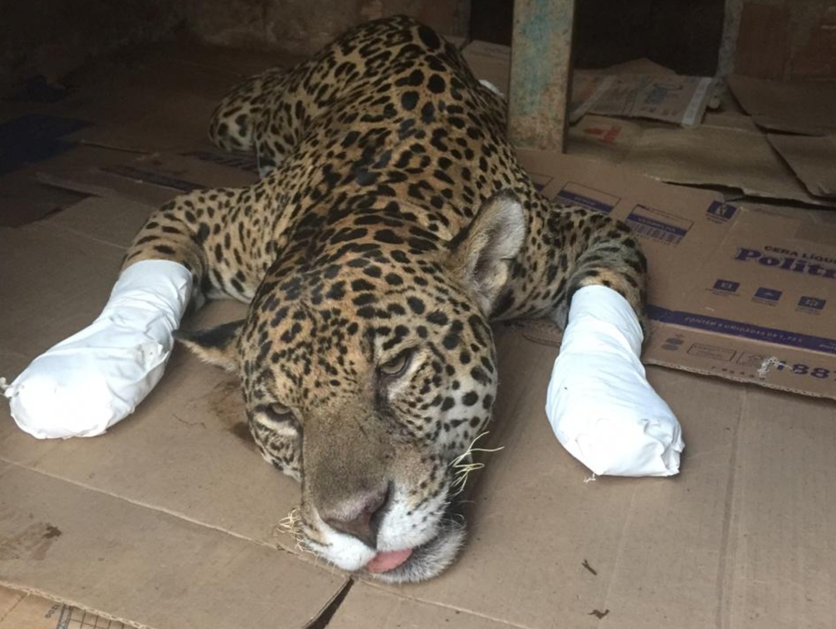 Onça-pintada que sofreu queimaduras graves no Pantanal de MT é solta após tratamento em GO; veja vídeo thumbnail