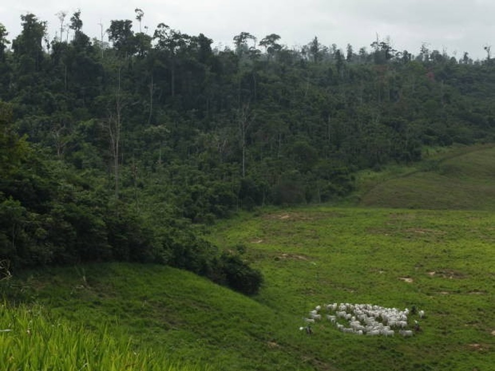 Área de Reserva Legal de uma fazenda do projeto Pecuária Verde, em Paragominas, nordeste do Pará — Foto: Divulgação