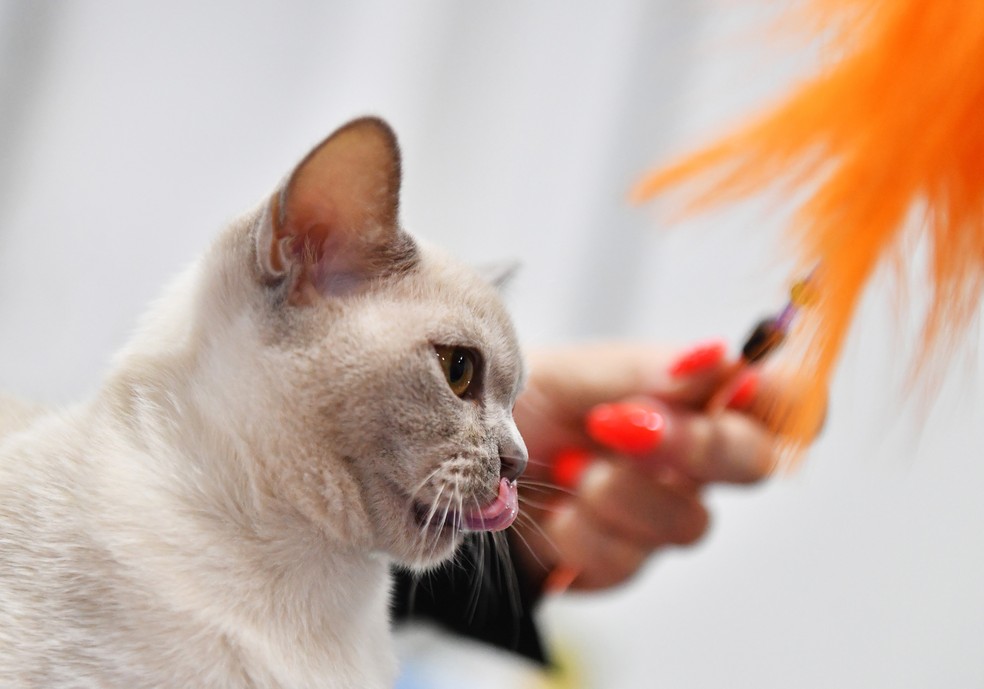 Imagem de gato birmanês em competição em Moscou, em 2019 — Foto: Natalia Seliverstova/Sputnik /Sputnik via AFP/Arquivo