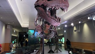 T-Rex tinha lábios, deixando dentes mais 'escondidos'
