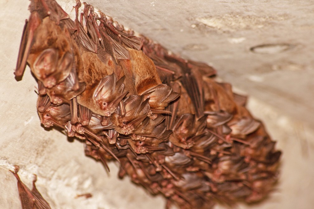 Morcegos da espécie 'Lonchorhina aurita' colonizam túneis de passagem nas áreas da transposição do Rio São Francisco — Foto: Leandro Oliveira/Cemafauna