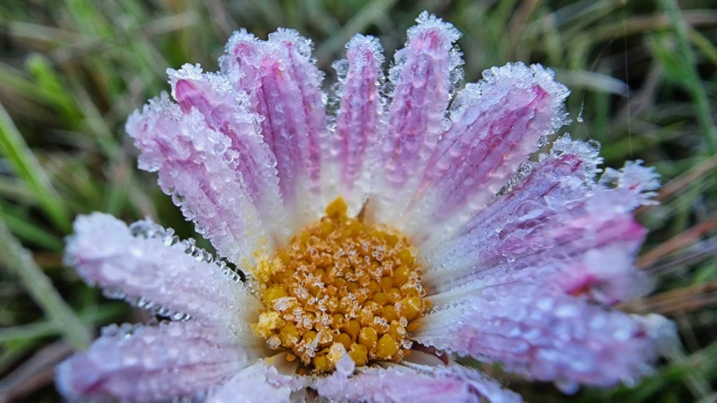 Detalhe de flor com geada em Santa Catarina — Foto: Mycchel Legnagi/São Joaquim Online