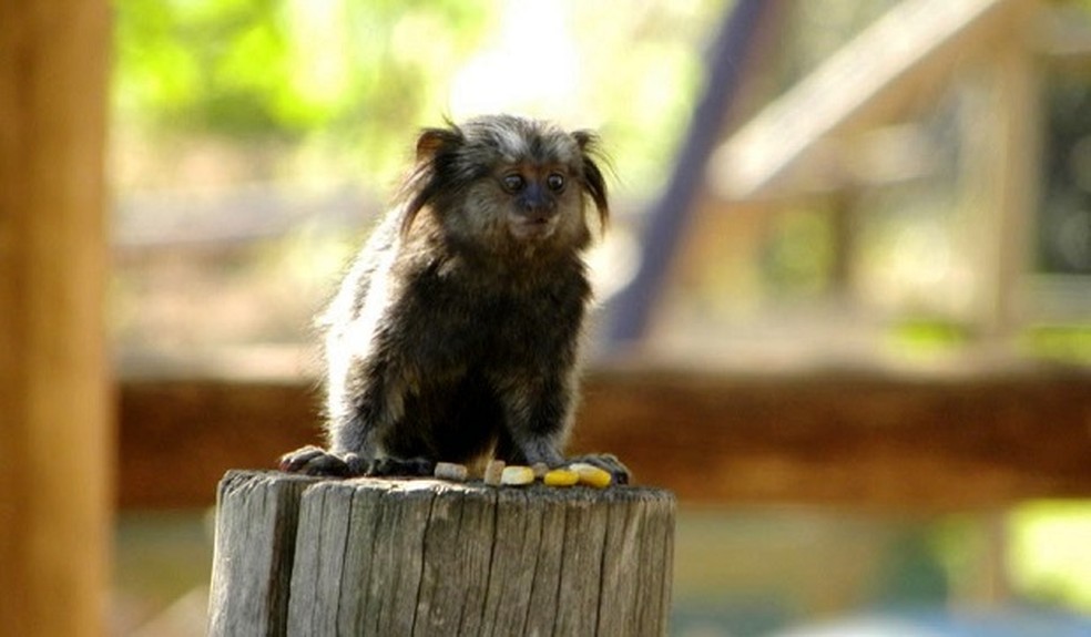 Saguis-de-tufos-pretos foram levados a outros biomas pelo tráfico de animais — Foto: Arquivo TG