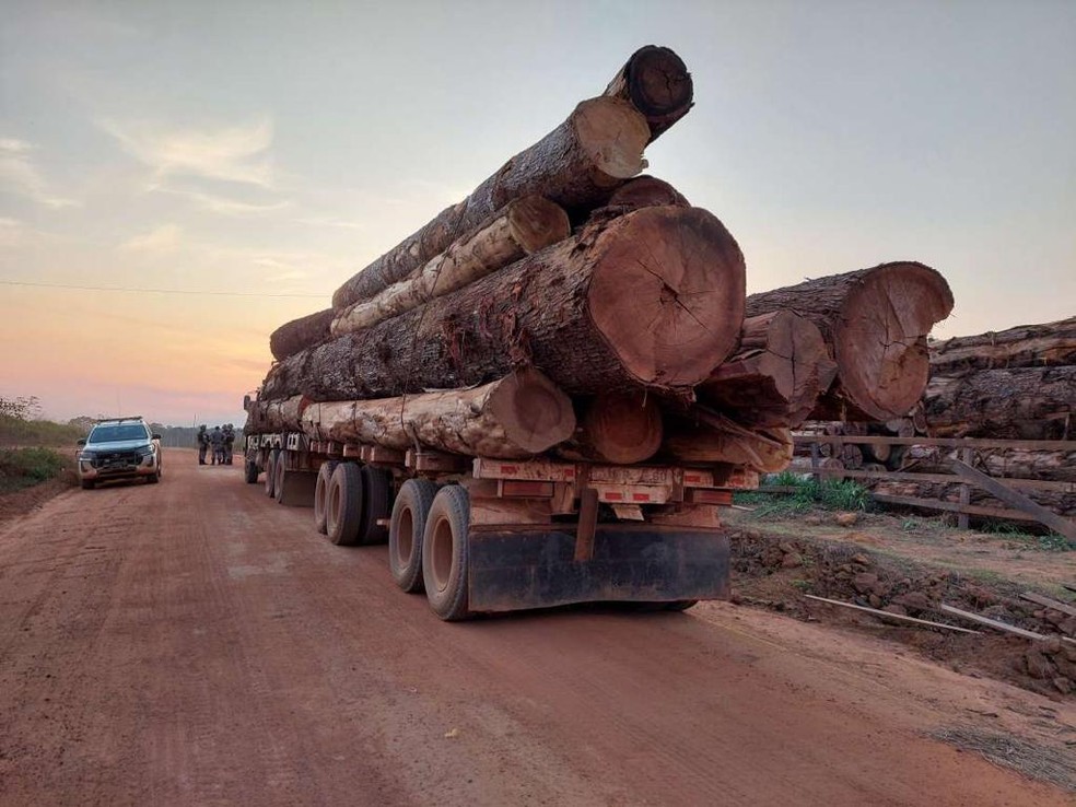 Fiscais identificaram que mais de 22 mil metros cbicos de madeira foram comercializados por meio de fraude  Foto: Ibama/Divulgao