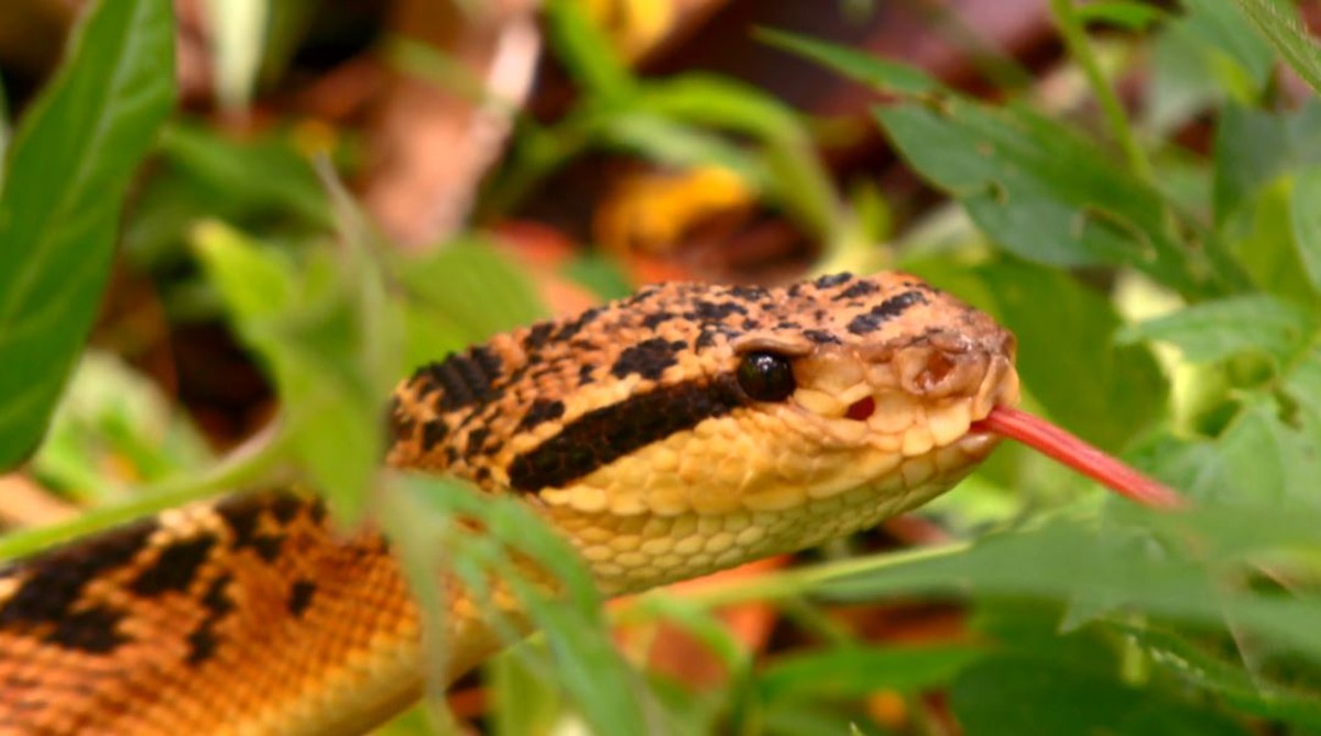 Surucucu é considerada cobra mais venenosa da América do Sul Terra da Gente G1
