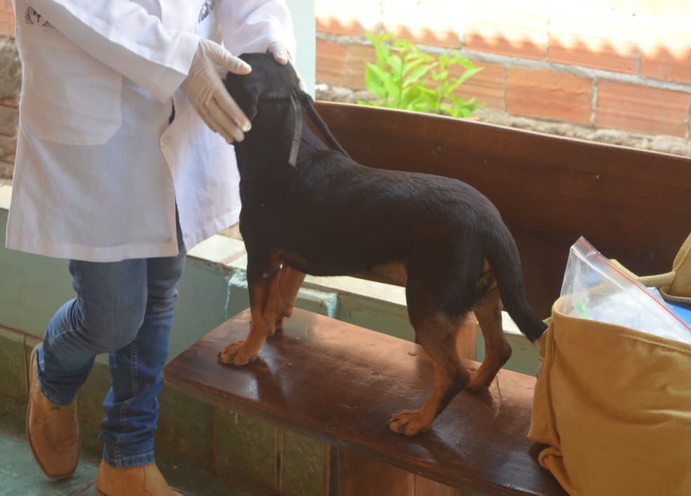 Mutirão realizará chipagem e exames de leishmaniose em cães — Foto: Magda Oliveira/ G1