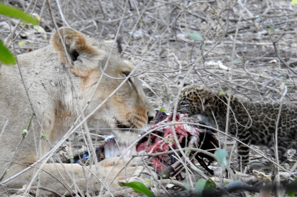 Leoa alimentou o leopardo como fazia com os próprios filhotes (Foto: Ecosphere)