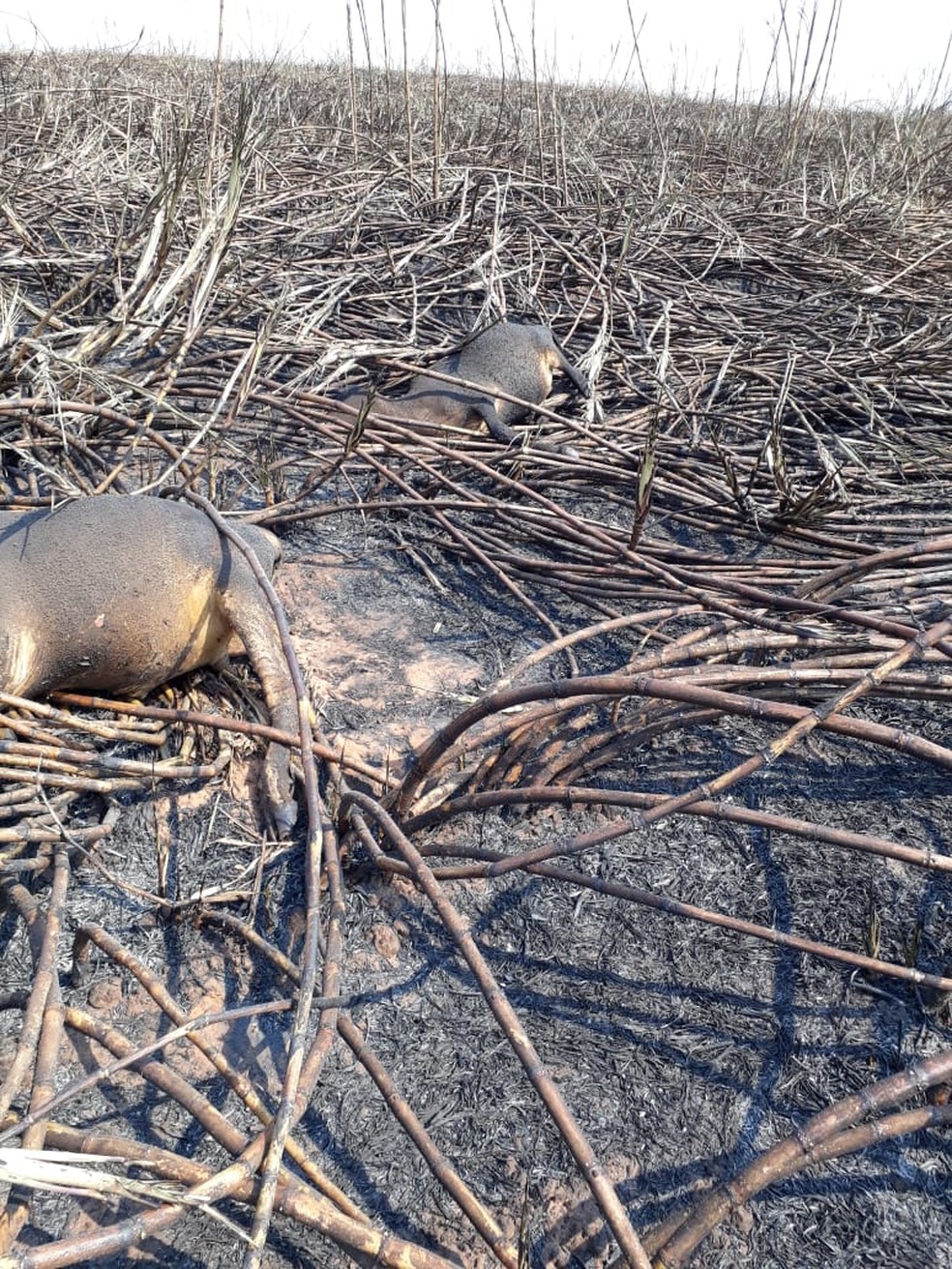 Animais morrem carbonizados em incêndio em Dracena — Foto: Irene de Oliveira/Cedida 
