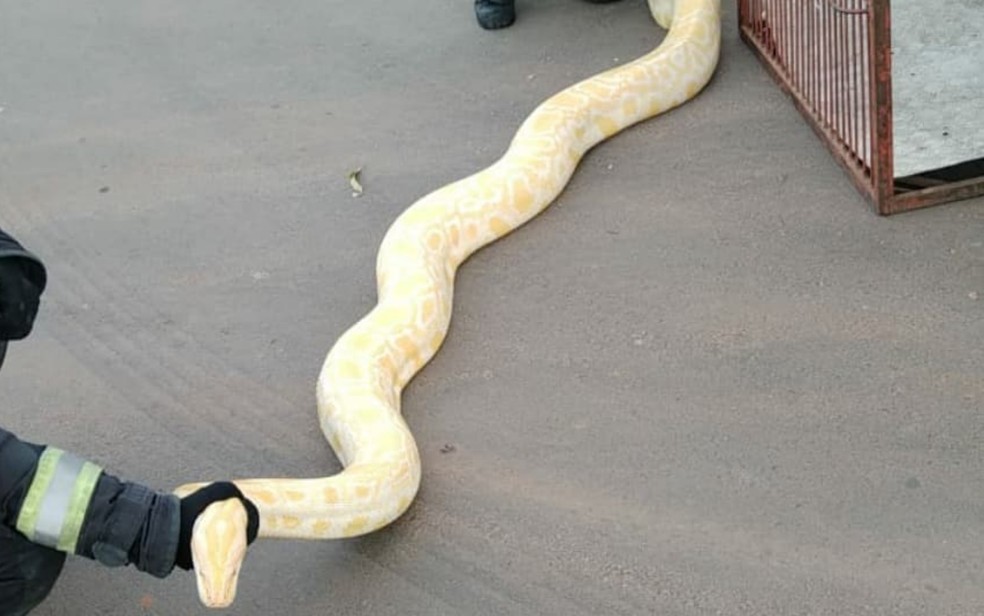 Cobra píton é resgatada dentro de casa em Aparecida de Goiânia — Foto: Divulgação/CBM-GO