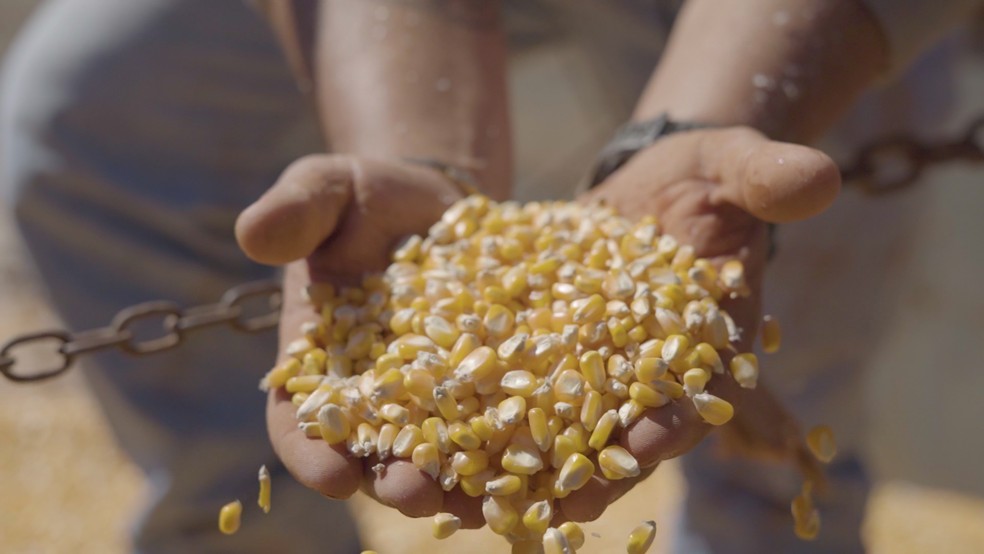 Piauí ganha destaque na produção de grãos — Foto: Arquivo Pessoal