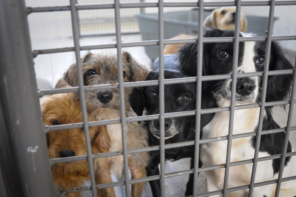 Cães disponíveis para adoção em imagem de arquivo — Foto: Geovana Albuquerque/SES-DF