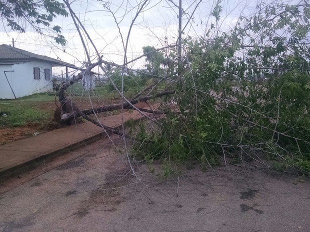 Árvore foi arrancada durante a forte chuva da última quinta-feira (28) no distrito de Nova-Mutum (Foto: Reproduçã/ Whatsapp)