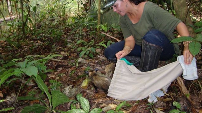 Zoóloga Ana Cristina Mendes de Oliveira, da UFPA, estuda como as atividades humanas afetam os mamíferos da região (Foto: Arquivo pessoal via BBC)