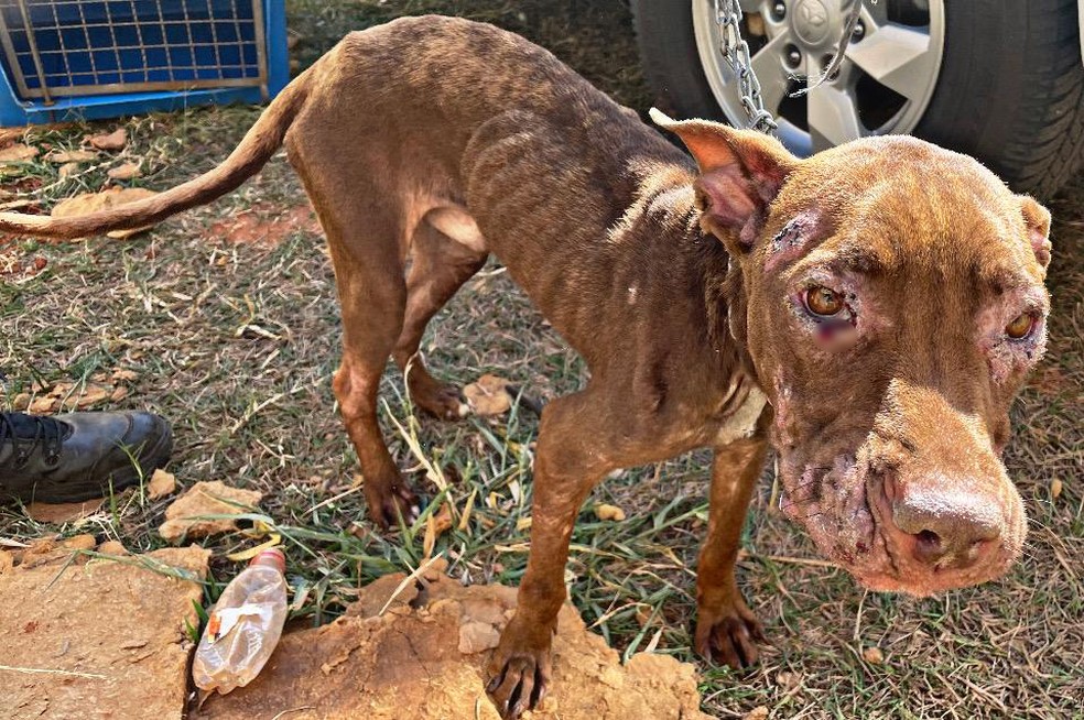 Cão com magreza excessiva e com sarna, sem alimento e sem água, foi resgatado pela polícia — Foto: Polícia Ambiental 